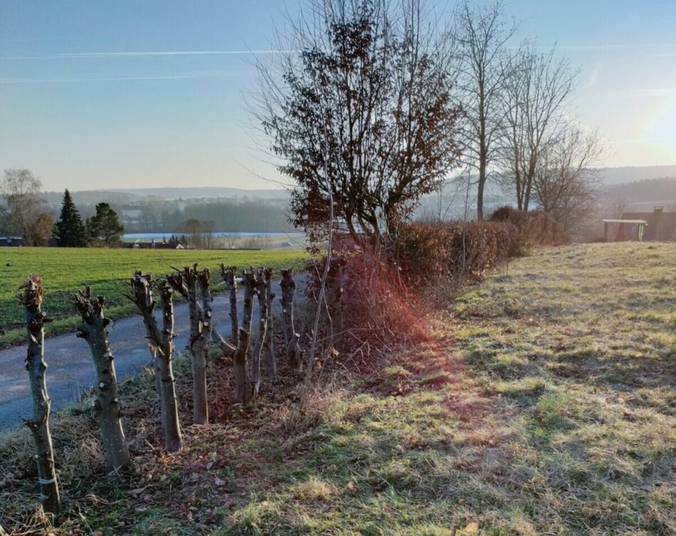 Wilde Hecke entsteht